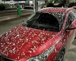 자동차 도장에 묻은 새똥 사진 중 오랫동안 방치 되어 새똥 범벅이 되어 있는 차량의 사진