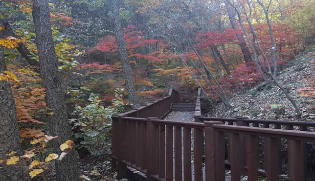 숲나들e 예약 방법부터 추천 캠핑장까지! 2025년 완전정리