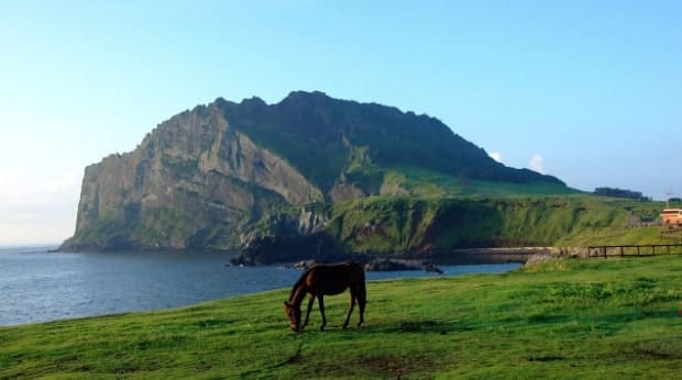 제주도 성산일출봉을 배경으로 말이 풀을 뜯는 모습