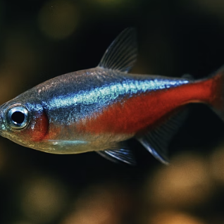 카디널테트라가 점프하는 이유와 뚜껑의 중요성