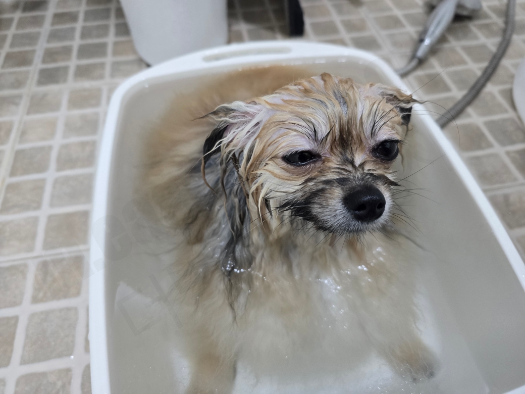 스파를 하며 졸고 있는 강아지