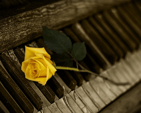 삼척장미축제 일정 입장료 주차장 관람꿀팁