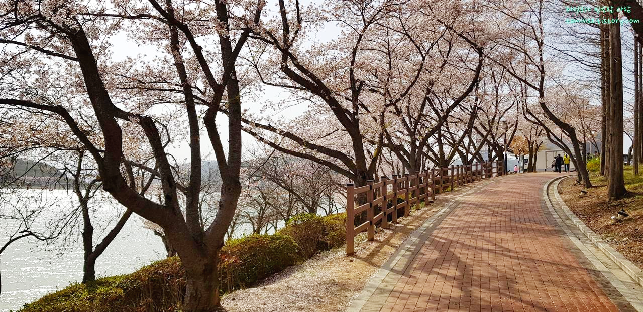 경주보문호벚꽃