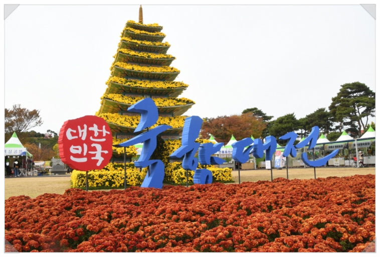 2025 대한민국 국향대전|“마법의 국향랜드” 가을 축제 완전정리 관련 사진