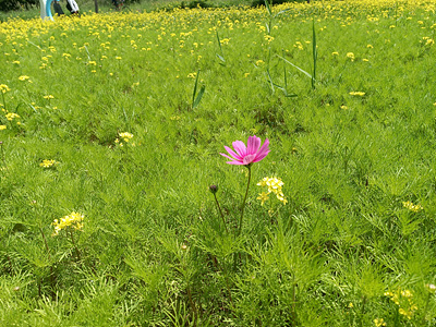 코스모스 사진