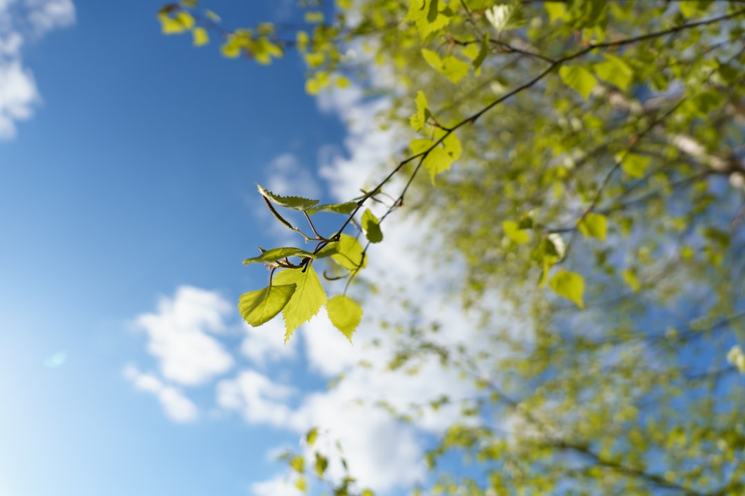 'Birch'