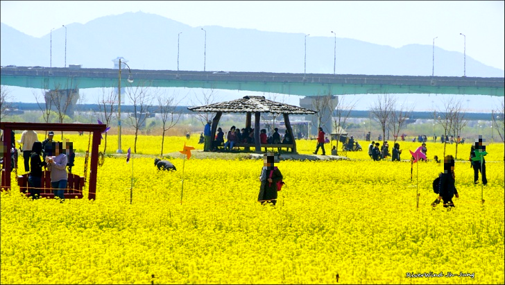 유채꽃 축제