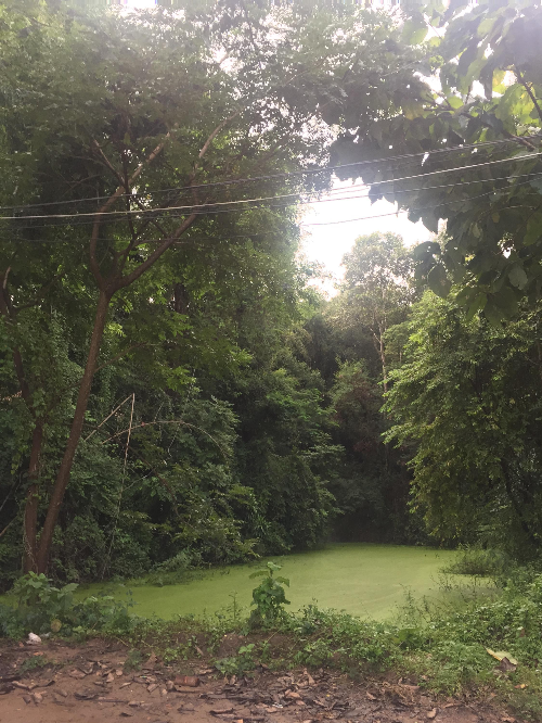 치앙마이 반캉왓 왓우몽 사원의 정글