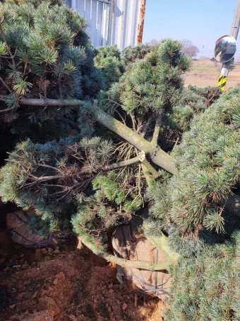 잣 재배 암수 구분 수분 수정 송이 관리_7