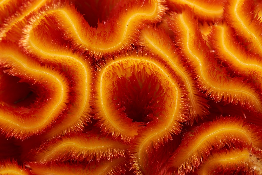 Coral