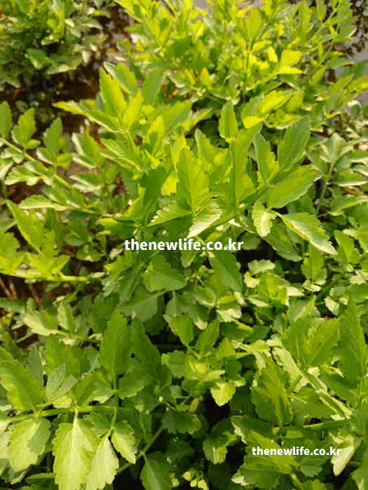 미나리 효능 영양성분 실사진