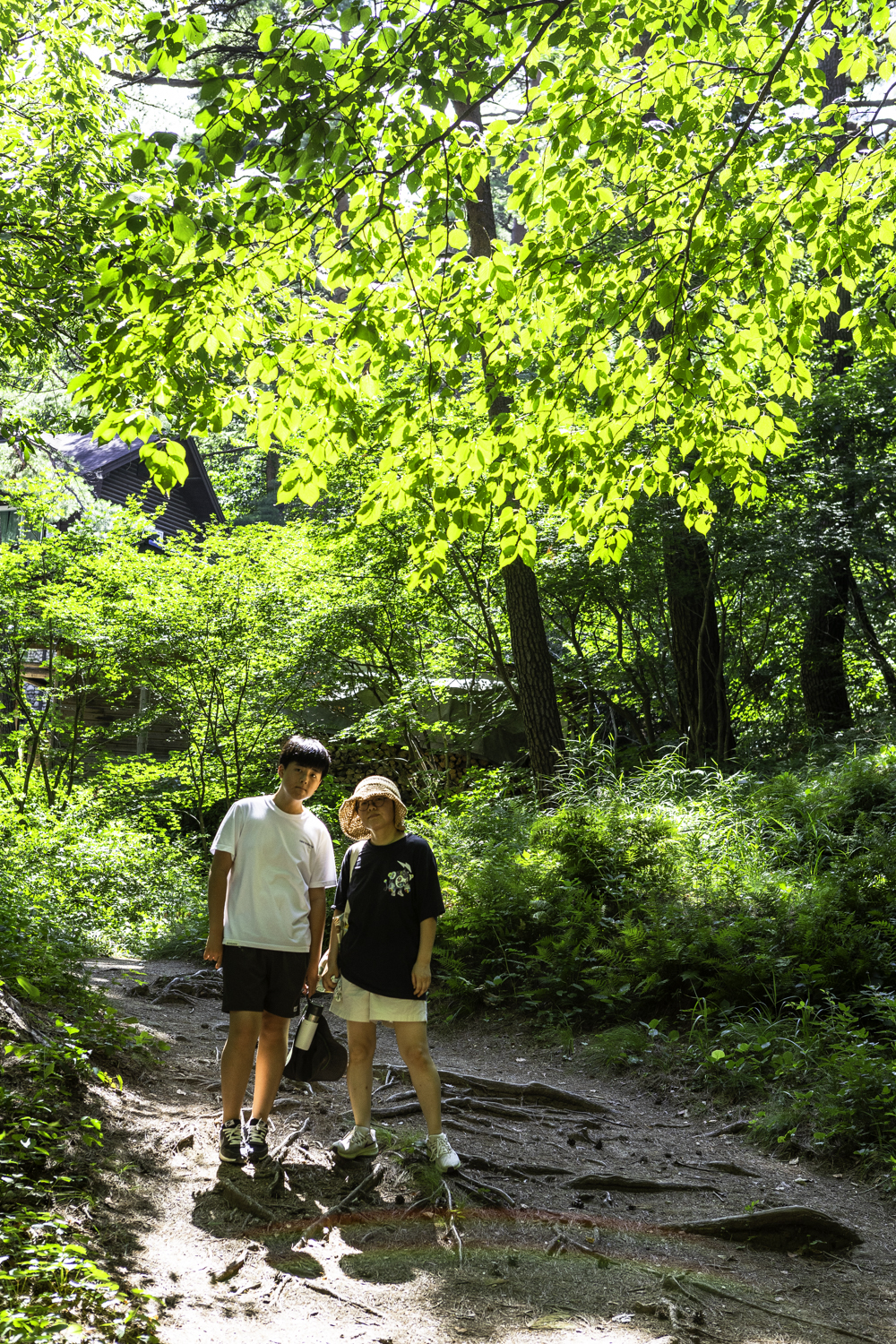 대관령소나무길