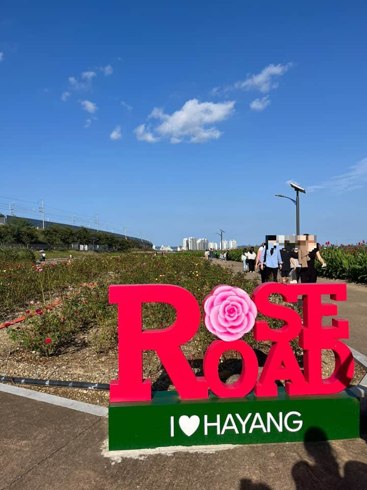 대부 잠수교 장미