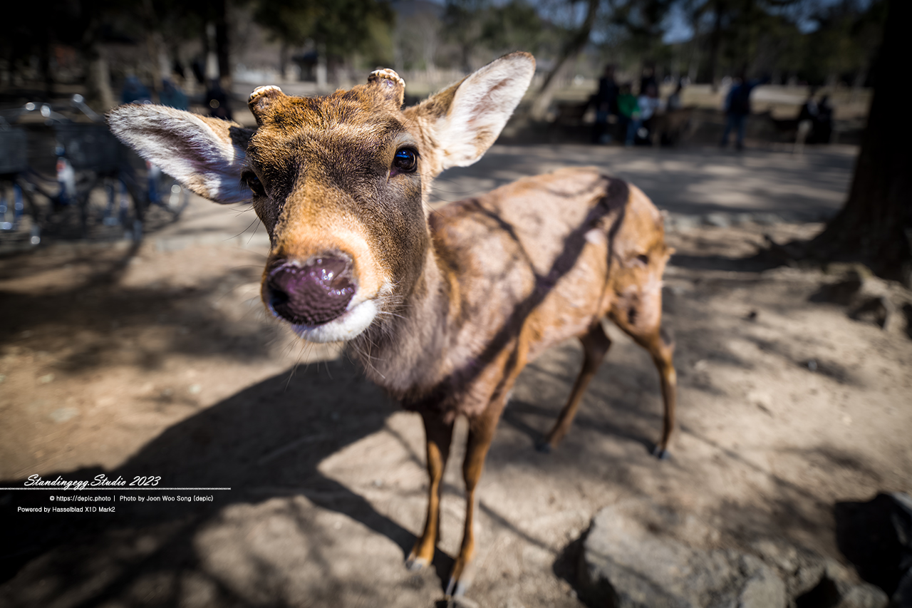 #일본 #나라 #동대사 #사슴공원 #사슴