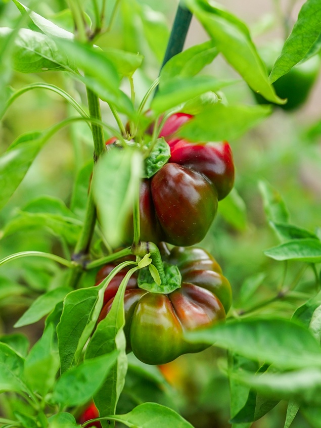 에어룸 토마토 관련 이미지