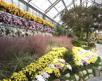 함평 국화축제_16