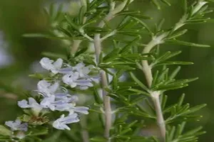 로즈마리