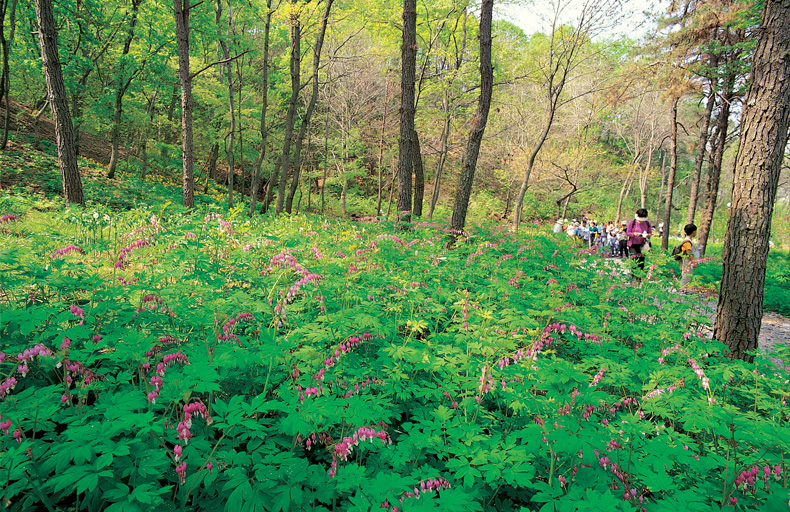용인 가볼만한 곳 한택식물원 입장료