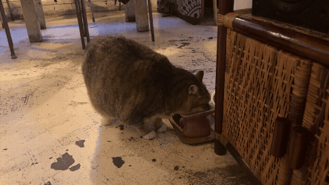 밥 먹고 있는 고양이 노을이