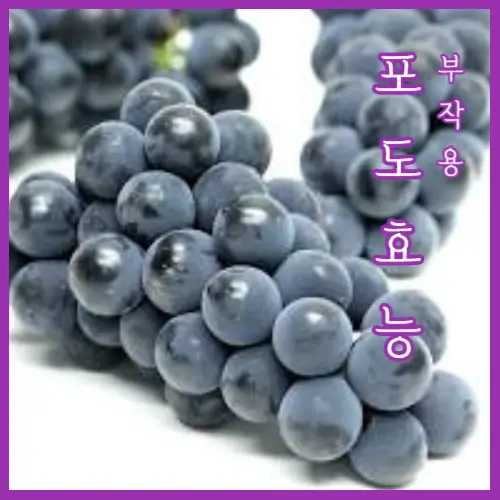포도 효능 부작용