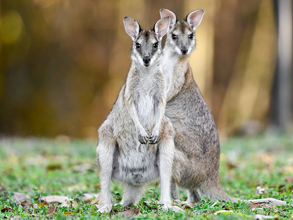 아침고요동물원 교감프로그램 - 아침고요동물학교