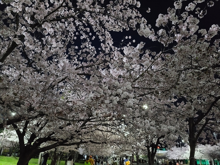 만개한 벚꽃나무