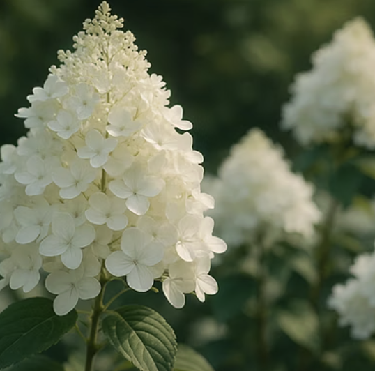 나무수국 키우기 A to Z