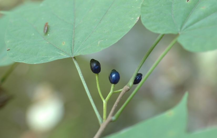 박쥐나무