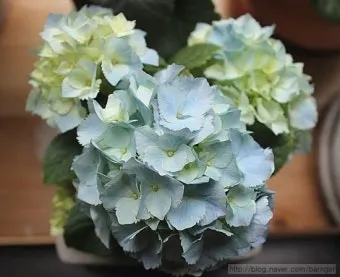 수국 키우는법 개화시기 삽목시기 가지치기 화분 물주기_5