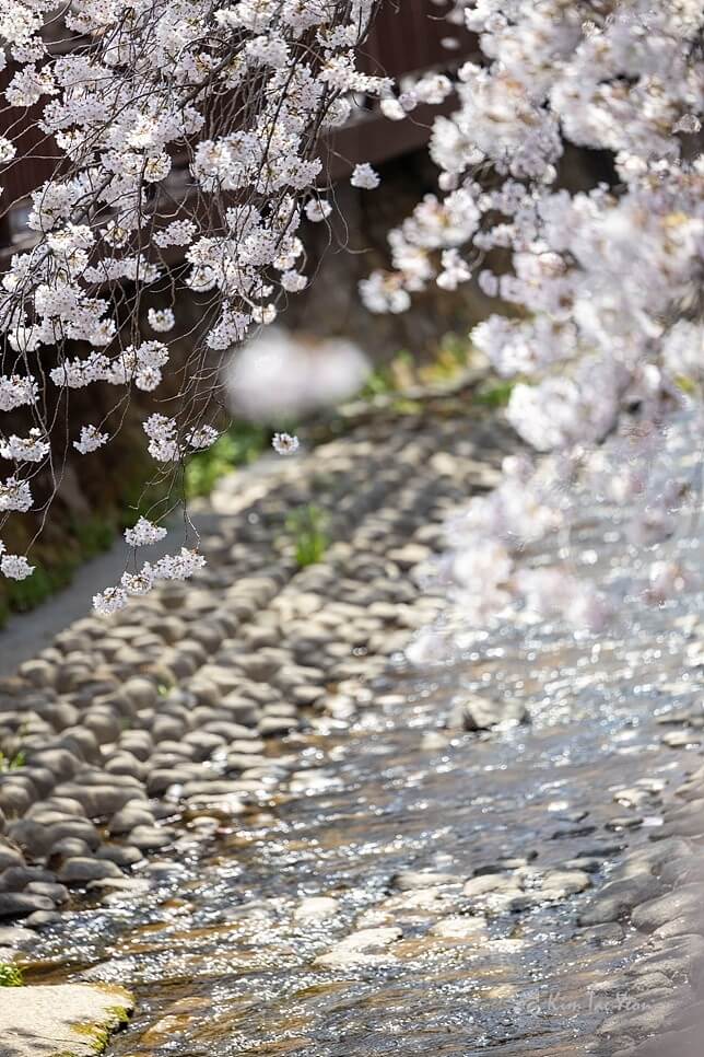 2024년 벚꽃 개화시기/ 지역별 명소