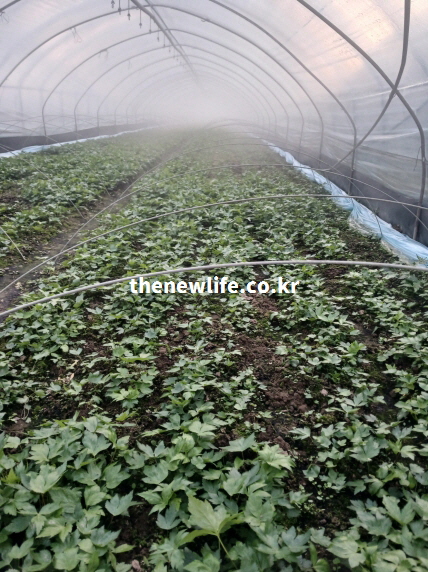 당귀잎이 재배되는 실제 비닐하우스 농장 전경
