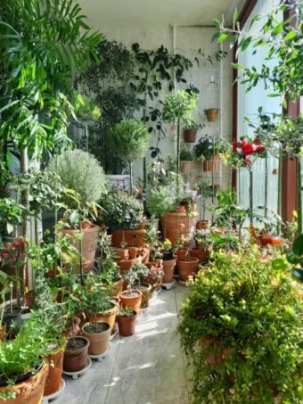 베란다정원 키우기 바람차단 햇빛차광 물주기 여름철 관리 요령_7