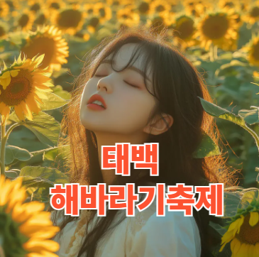 태백 해바라기축제