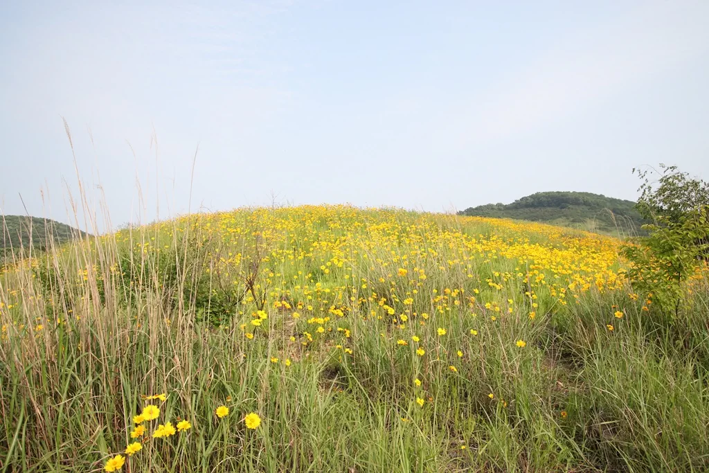 검단사 인근의 노란 금계국 군락지 사진.