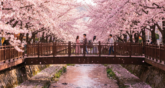 진해 군항제 길거리 사진