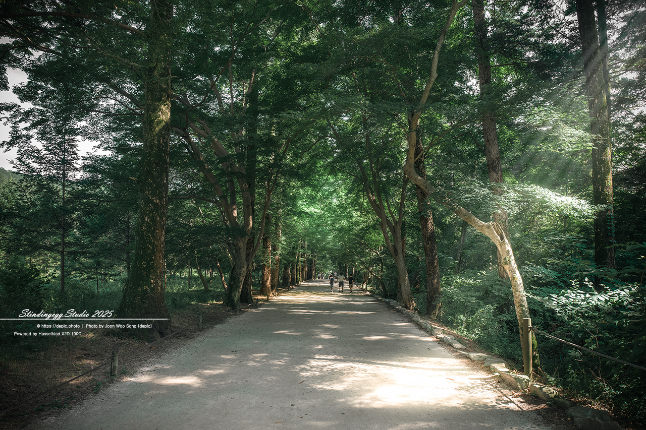 #부안 #변산반도 #내소사 #사찰 #불교 #전나무