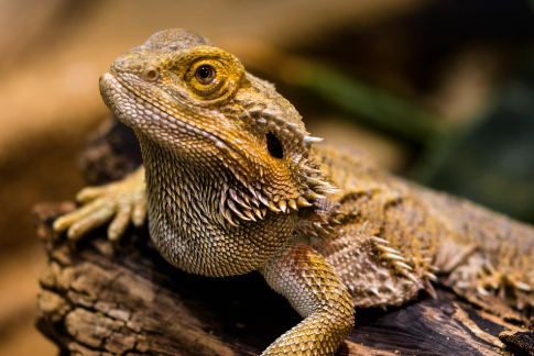 인기 파충류 TOP5 장단점 비교 분석