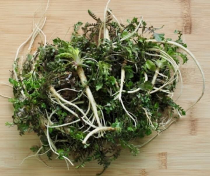 바닥에-놓여있는-냉이