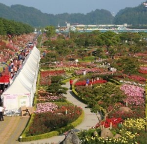 삼척장미축제