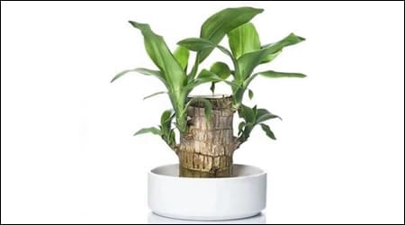 수경재배되고 있는 행운목