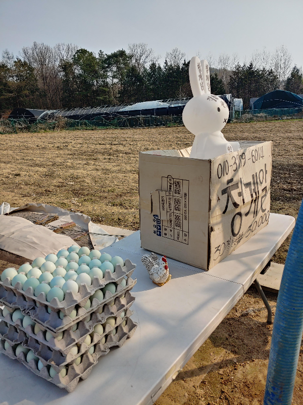 계란-마을-신천동-청계알-30개-30&amp;#44;000원