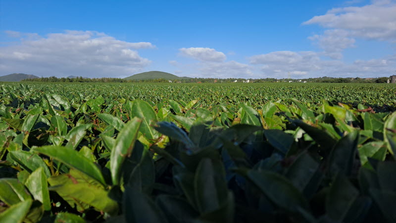 제주여행_성읍녹차마을