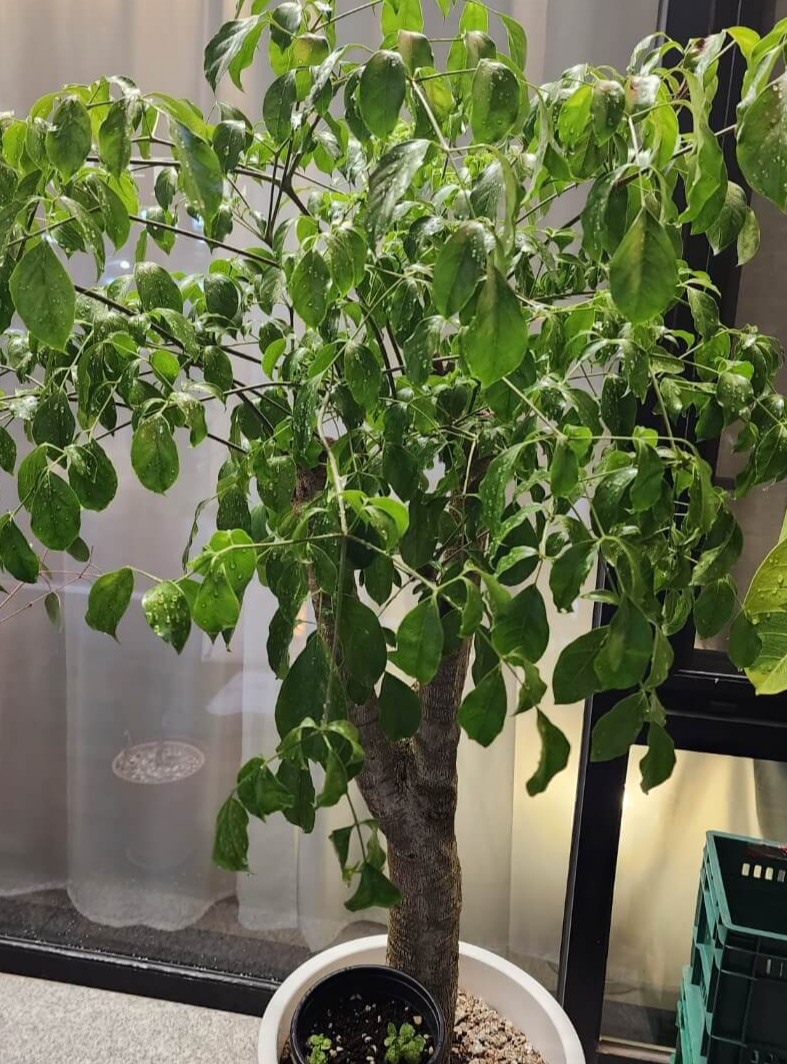 해피트리의 목대 줄기는 마디구간에 가로줄이 있습니다.