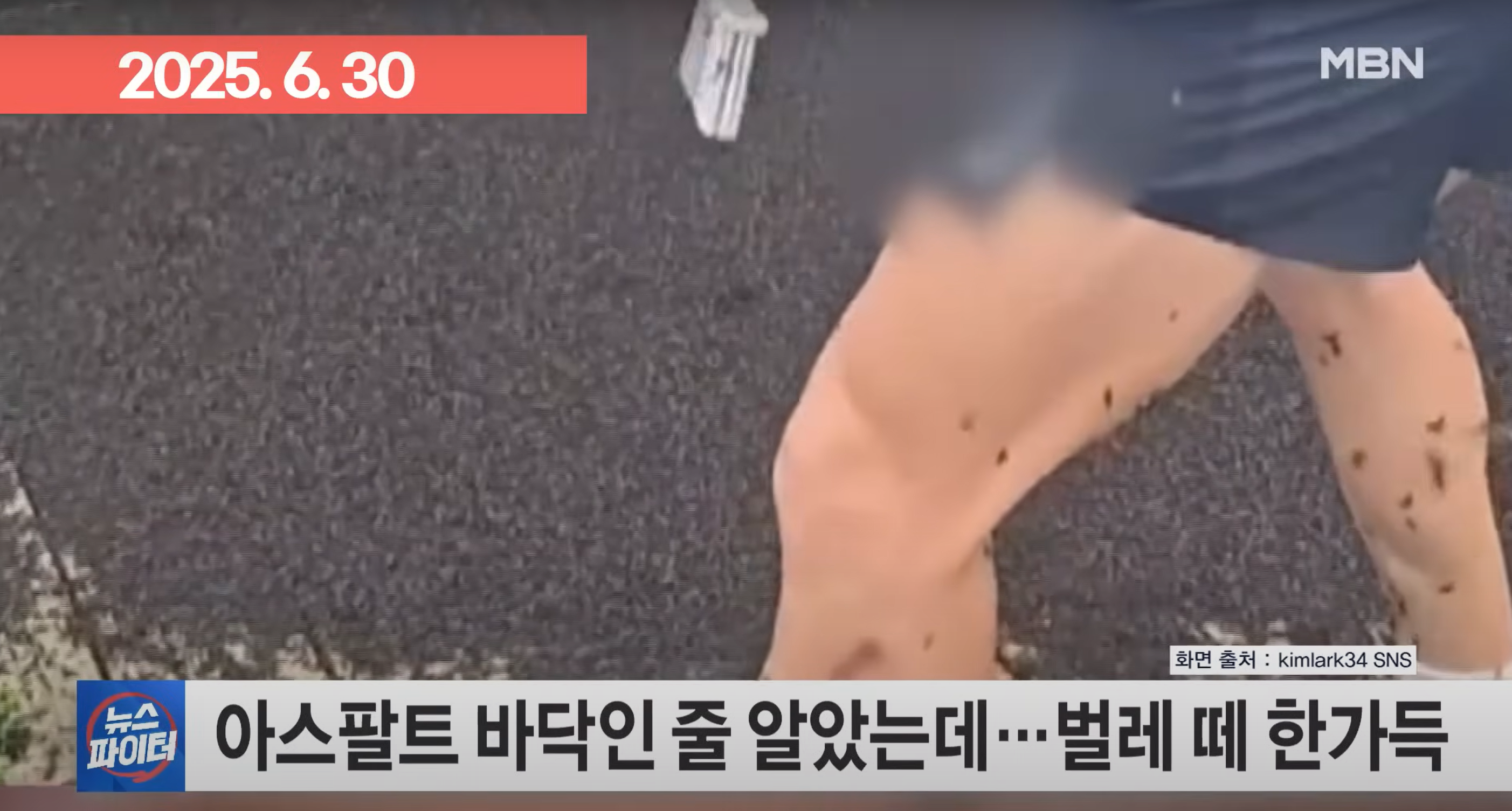 러브버그 퇴치법 총정리(출몰시기, 퇴치제, 수명)