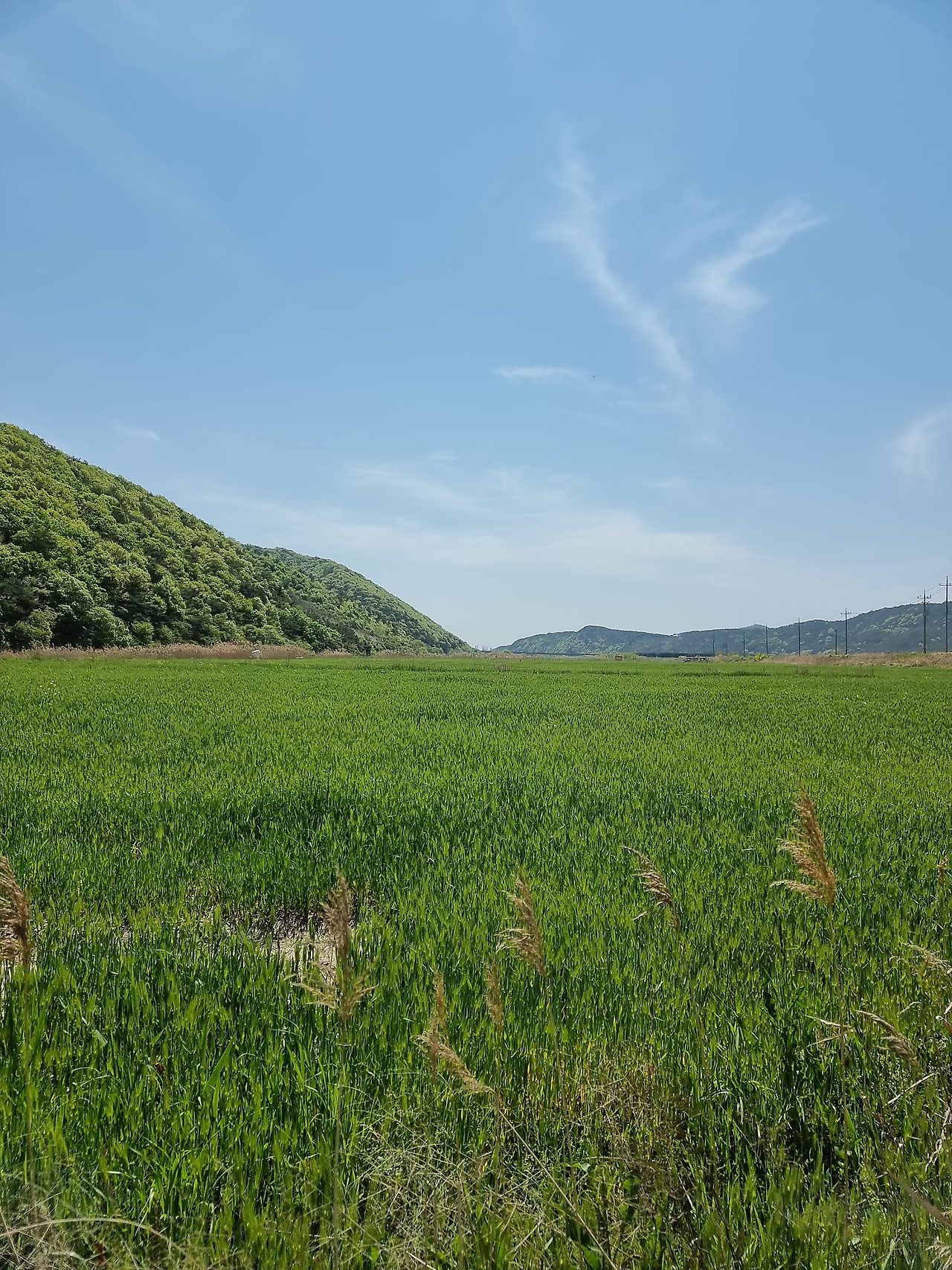 보령 웅천천변 유채꽃 청보리밭&amp;#44; 충남 보령의 숨겨진 봄 명소!