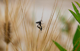 러브 버그 퇴치법, 차량부터 집까지 안전하게 대처하는 실전 가이드4
