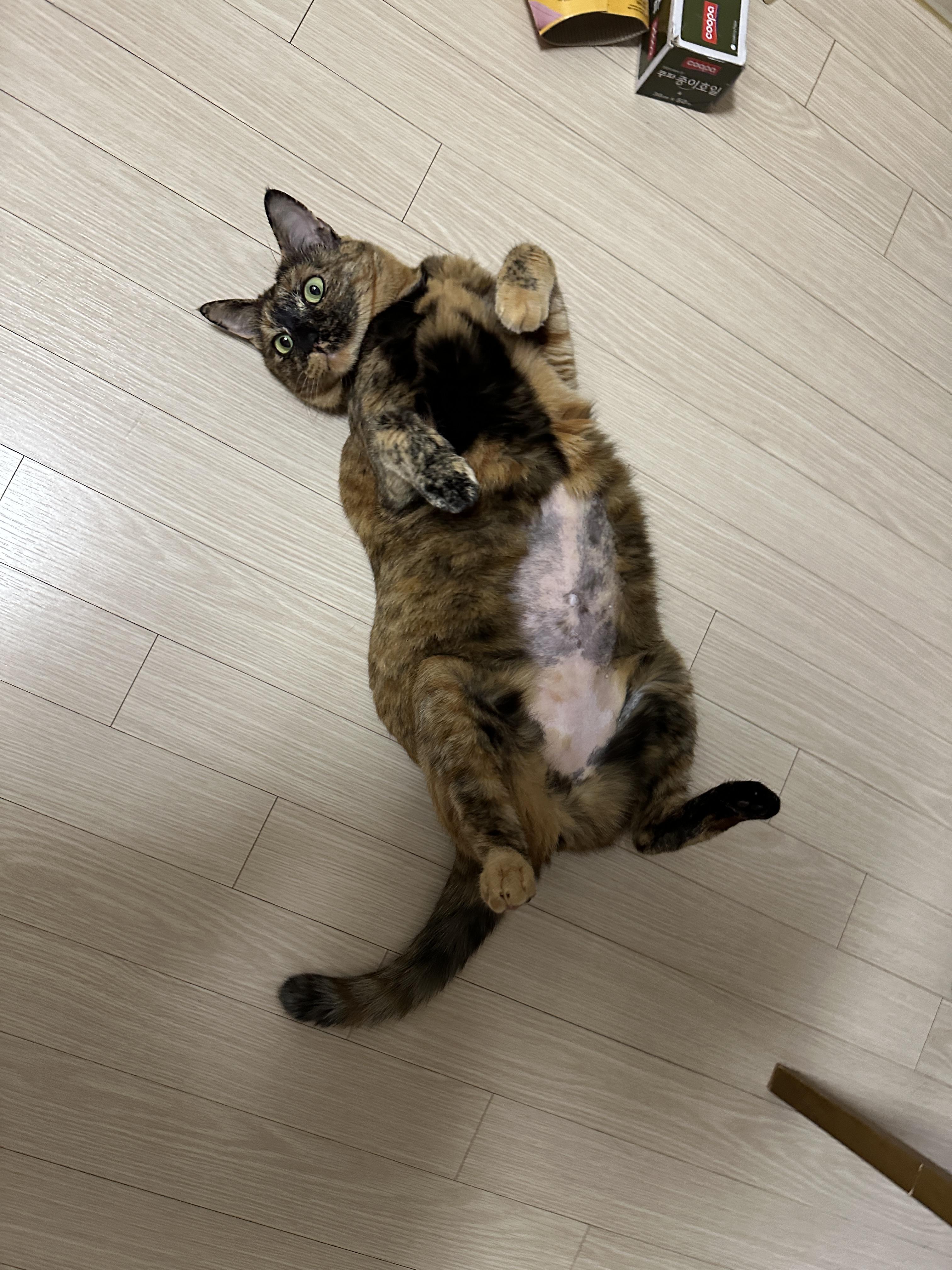 발라당발라당_기분좋은_카오스고양이_사랑이