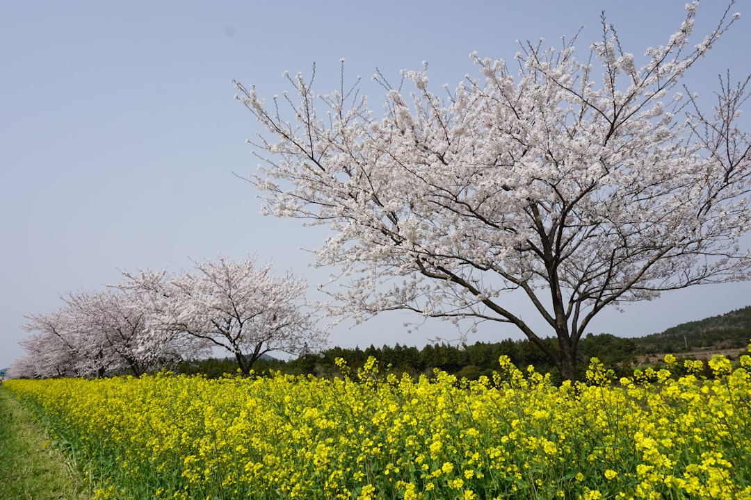 Jeju