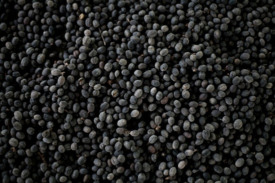 검은 콩, 서리태 기르기! 영양성분/건강이점/심는시기/수확시기/활용음식