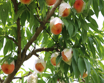 조치원 복숭아 축제 물놀이장&amp;#44; 수확체험 예약_2